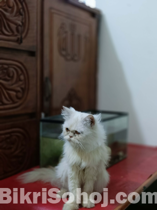 পাঞ্চ ফেস বিড়াল